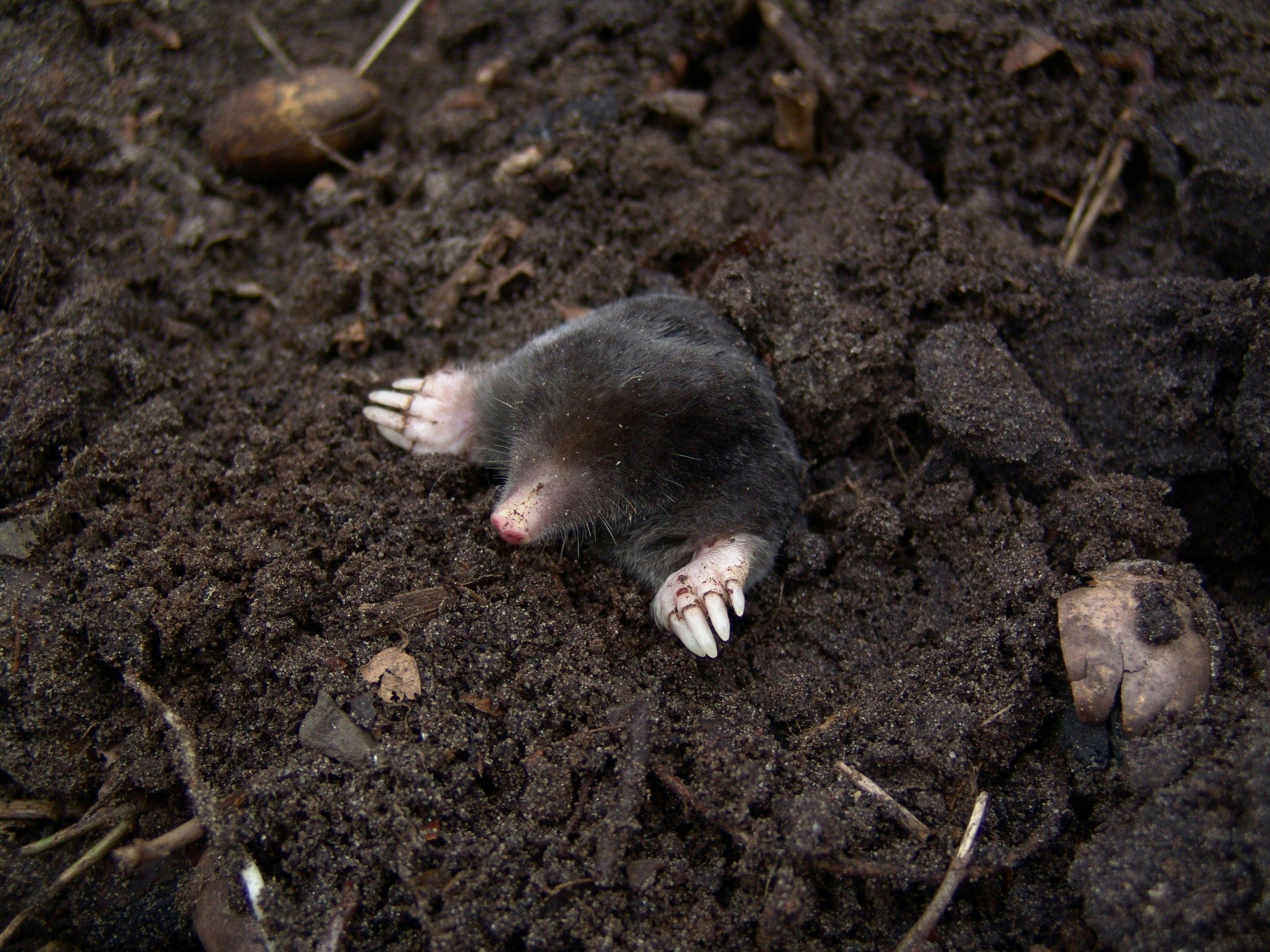 A picture of a black mole emerging from black soil